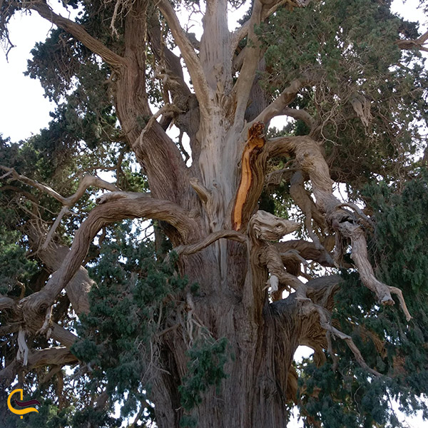 عکس درخت چنار هزار ساله در سنگان