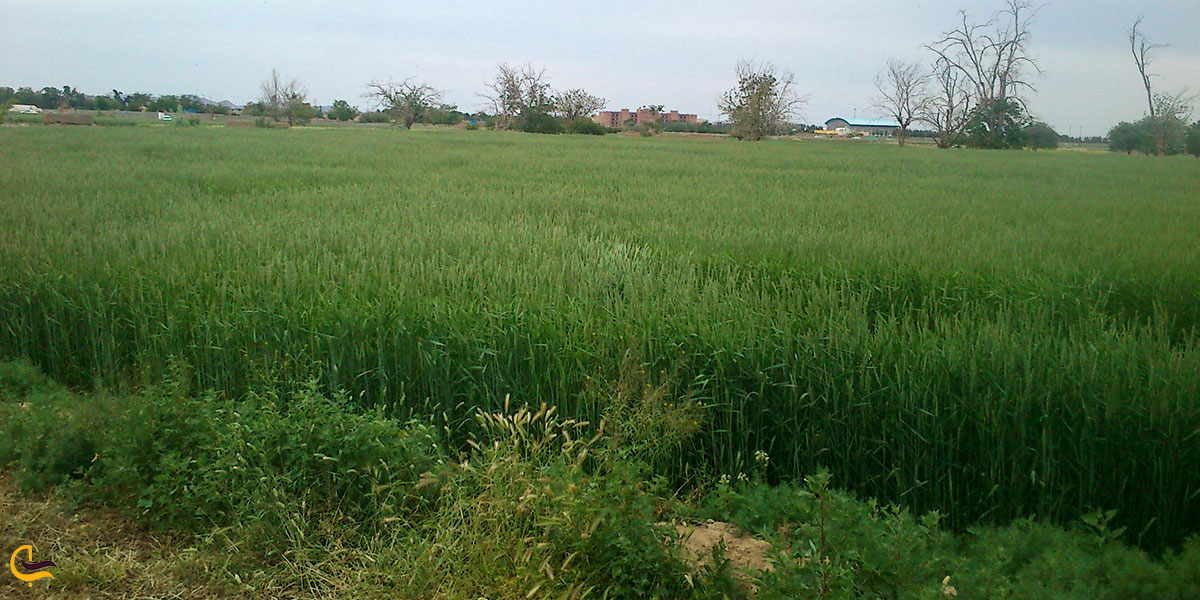 عکس طبیعت گناباد