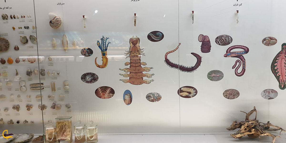 عکس بخش بی‌مهره‌ها در پارک علمی پروفسور بازیما