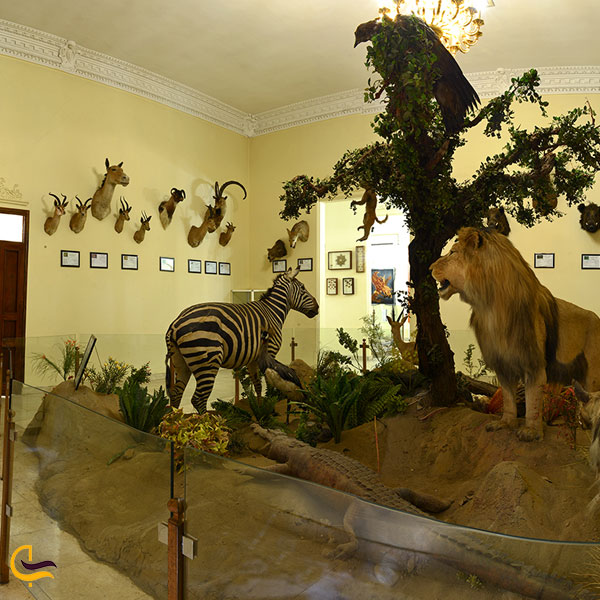 تصویری از بخش پستانداران در موزه هفت چنار