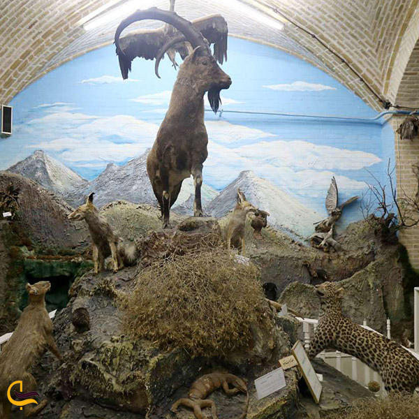 عکس موزه علوم طبیعی شهر یزد