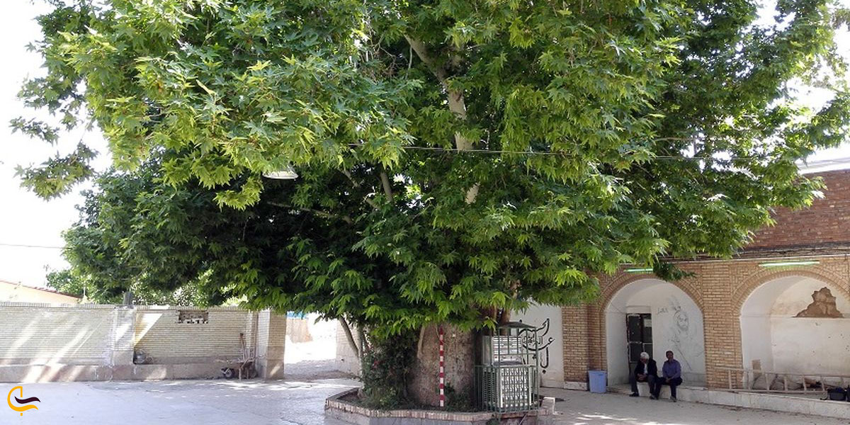 عکس درخت چنار کهن‌سال تکیه کهنوج معزآباد