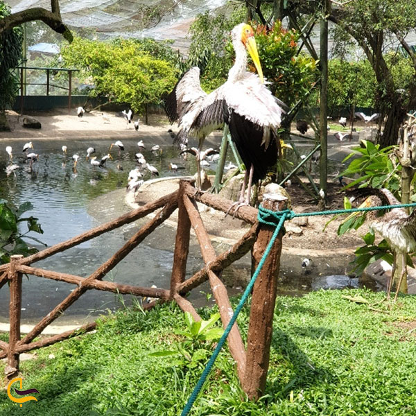 عکس پارک پرندگان کوالالامپور