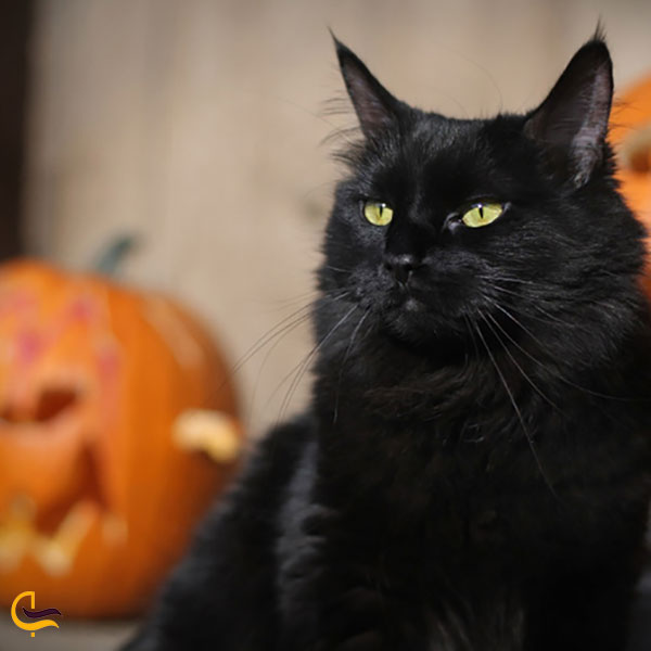 عکس گربه سیاه در جشن هالووین