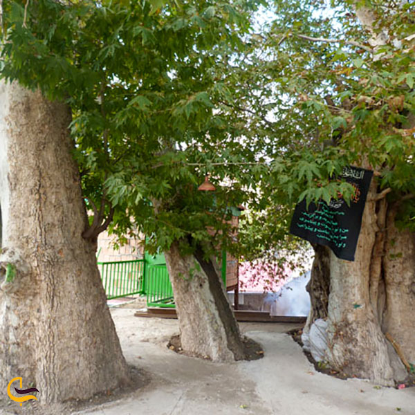 عکس درخت چنار هزارساله روستای پلکانی توداران