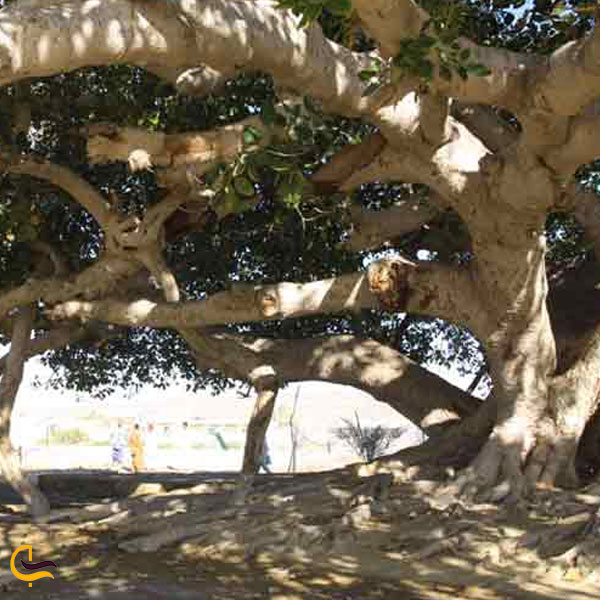 تصویری از درخت جادویی مکر زن