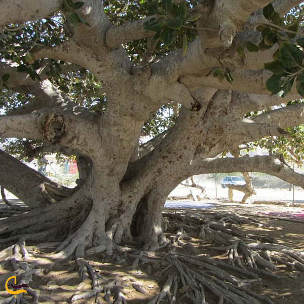 تصویری از درخت جادویی مکر زن