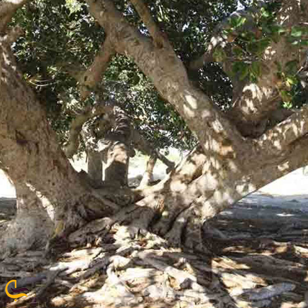 درخت جادویی مکر زن از جاهای دیدنی چابهار