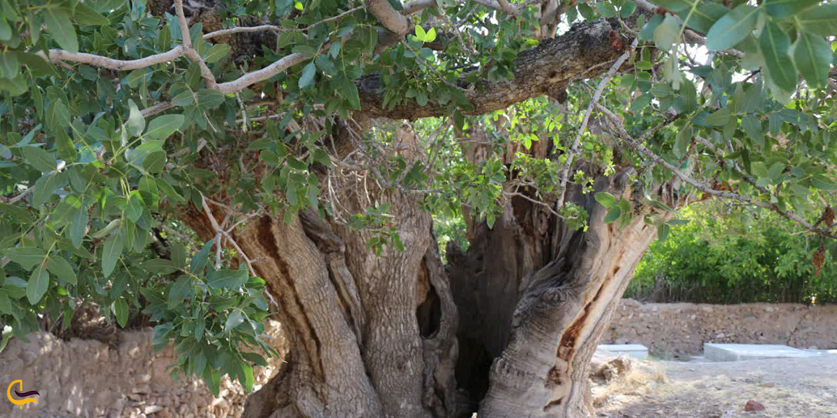 عکس درخت کهن‌سال پاچنار روستای گینکان