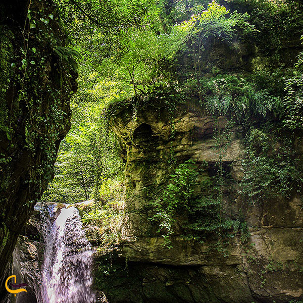 عکس پوشش گیاهی آبشار ریشو تالش
