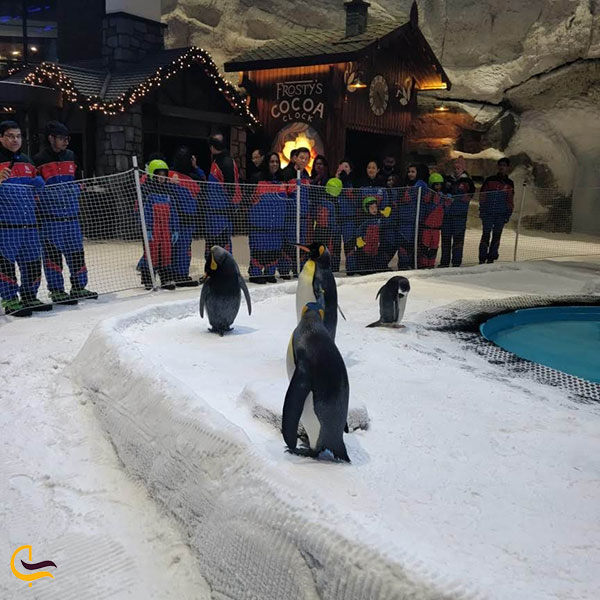 عکس دیدار از پنگوئن‌های قطبی زیبا در پیست اسکی دبی
