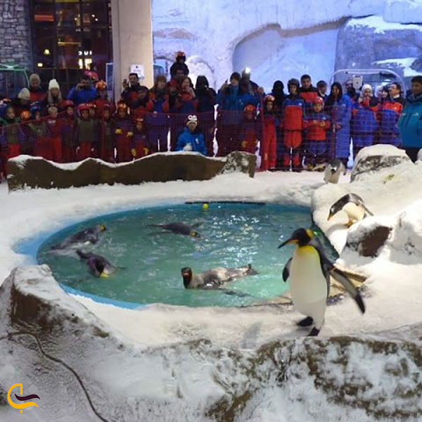 عکس دیدار از پنگوئن‌های قطبی در پیست اسکی دبی
