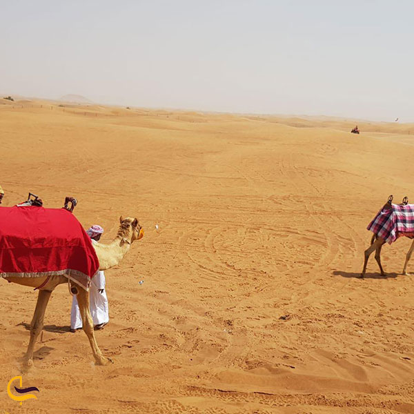 عکس شترسواری در سافاری دبی