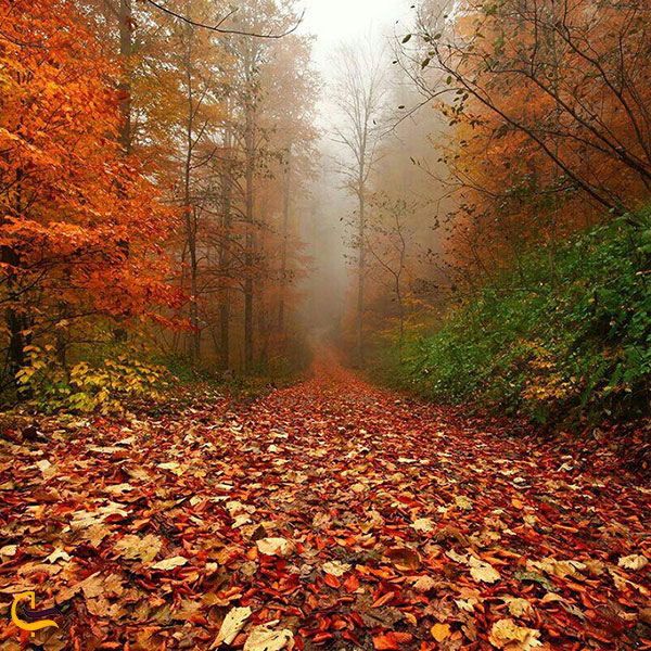 عکس جنگل دالخانی در پاییز
