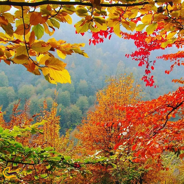 عکس جنگل لوندویل در فصل پاییز