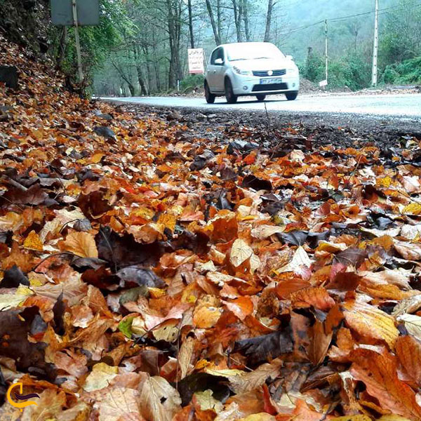 عکس جاده جنگلی دوهزار در پاییز