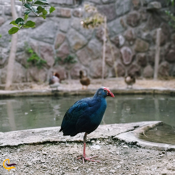 عکس انواع پرندگان در باغ پرندگان تهران