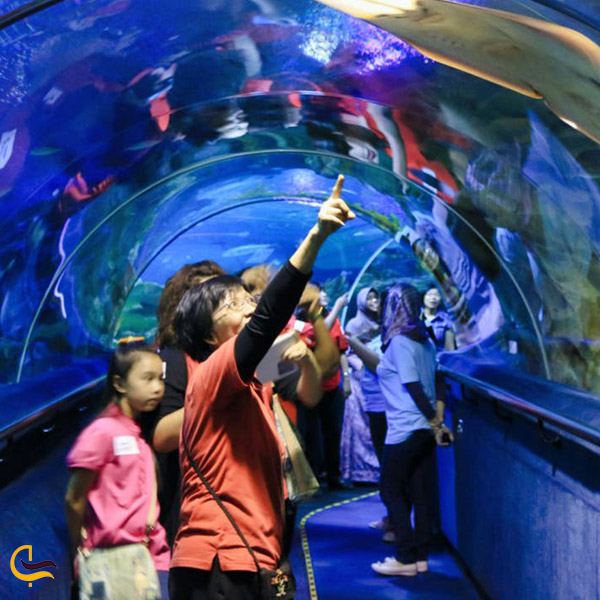 تصویری از تونل شیشه‌ ای آکواریوم مالزی