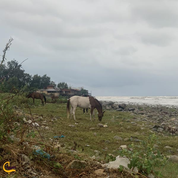 تصویری از ساحل خلج رامسر