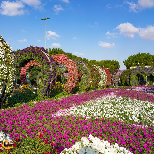 تصویری از باغ گیاه شناسی دبی
