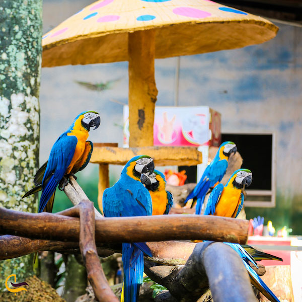 عکس بهشت پرندگان در لنکاوی