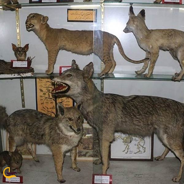 موزه تاریخ طبیعی و تنوع زیستی استان بوشهر