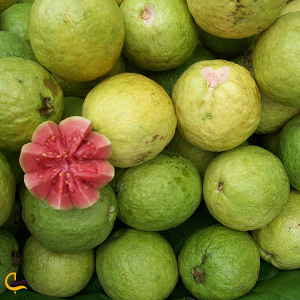 عکس میوه گوآوا یا زیتون محلی بندرعباس