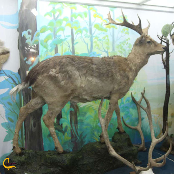 عکس موزه تنوع زیستی در اراک
