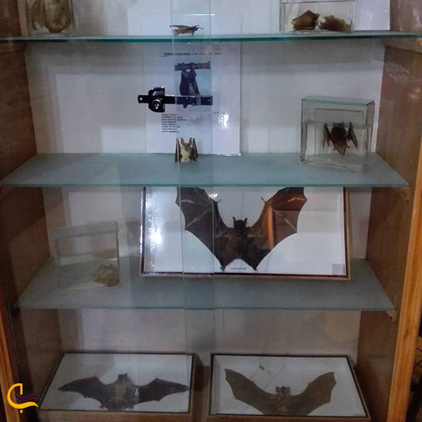 عکس موزه تاریخ طبیعی در دانشگاه اراک