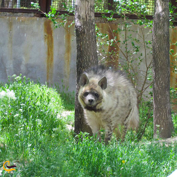 عکس باغ وحش و پارک جنگلی شهید باهنر در اراک