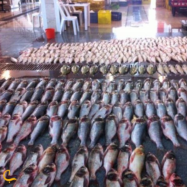 تصویری از بازار ماهی رشت