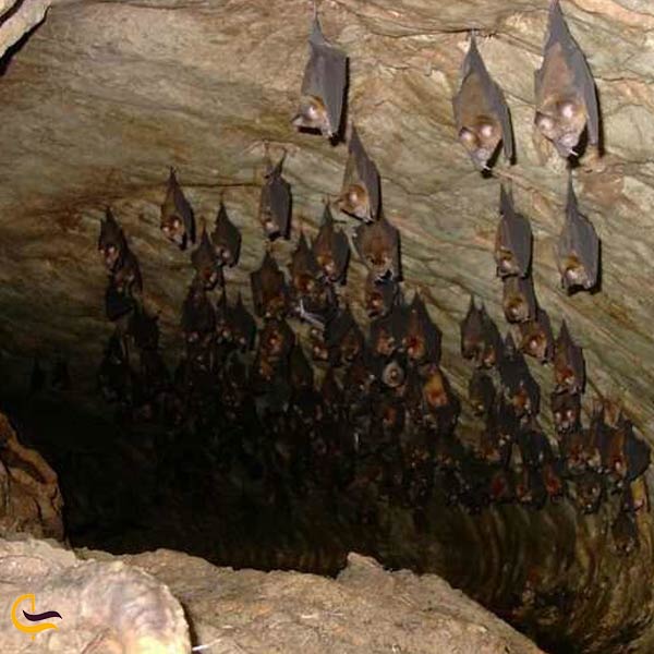 تصویری از غار خفاش دهلران