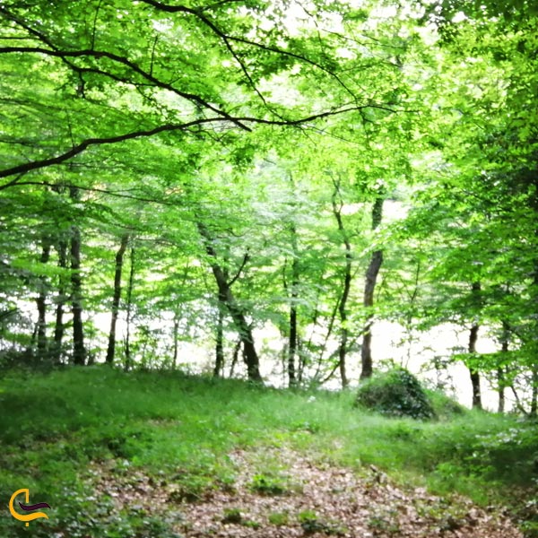 تصویری از جنگل بلگراد