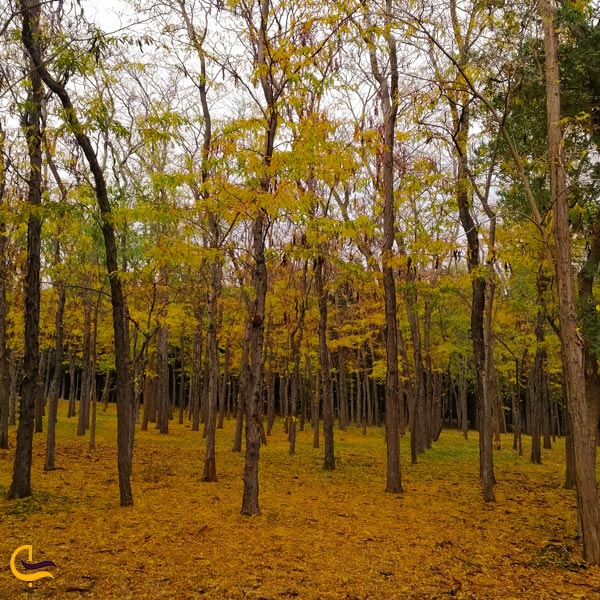 تصویری از پارک جنگلی آتاتورک