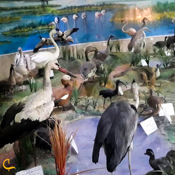 عکس موزه تاریخ طبیعی یکی از بهترین جاهای دیدنی ارومیه