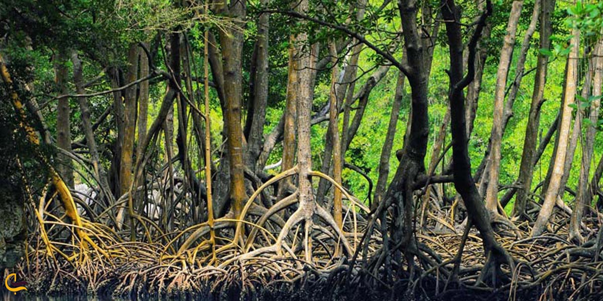 جنگل حرا،جاذبه ای دیدنی در تعطیلات نوروزی در چابهار