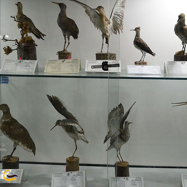 عکس موزه تاریخ طبیعی سنندج 