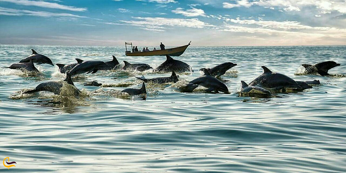 عکس تماشای دلفین ها در جزیره هنگام