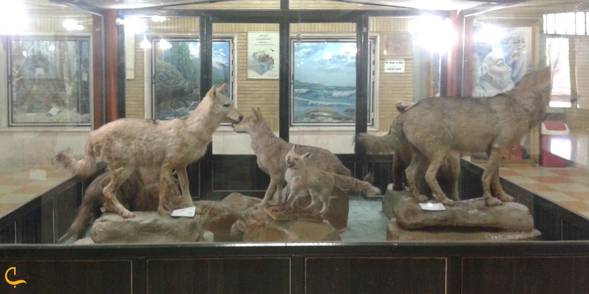 موزه تاریخ طبیعی یکی از جاهای دیدنی زنجان