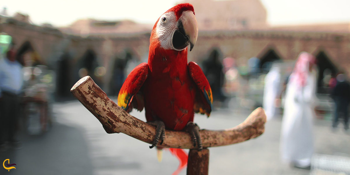 عکس بازار پرندگان دوحه یکی از بازارهای قطر