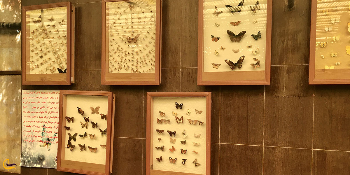 عکس معرفی باغ موزه پروانه ها
