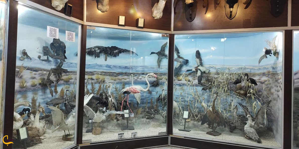 عکس موزه حیات‌وحش و تاریخ طبیعی شاهرود