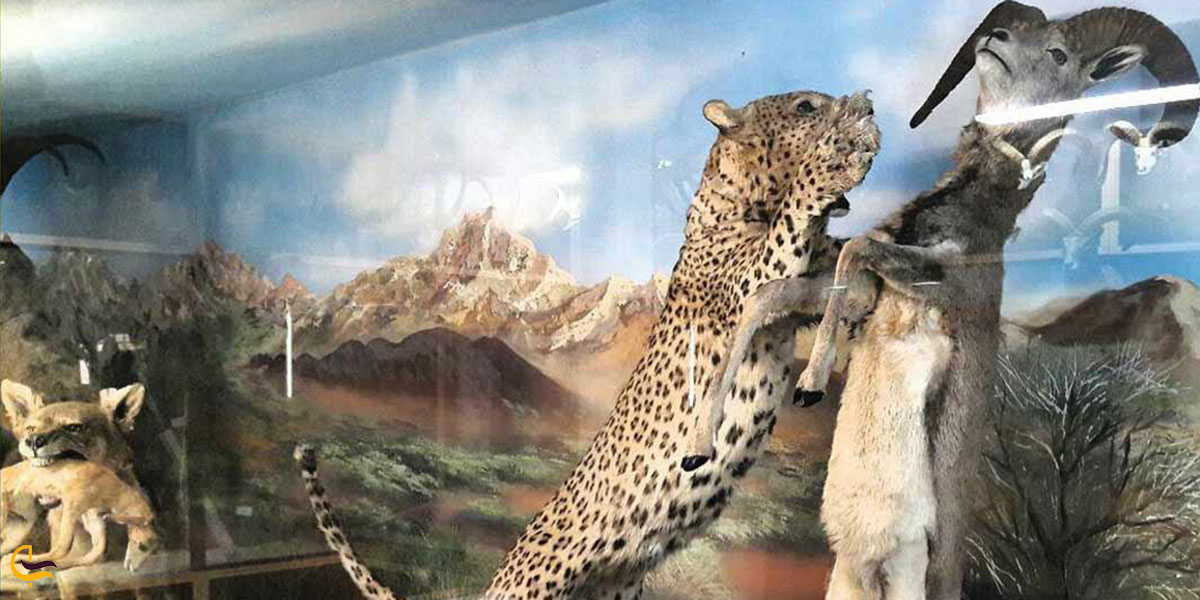 عکس موزه حیات‌وحش و تاریخ طبیعی یکی از موزه های سمنان