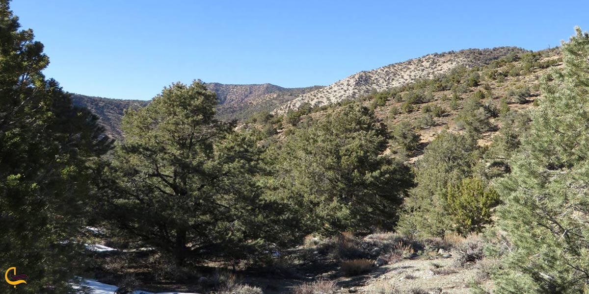 پوشش گیاهی دره سعید آباد 