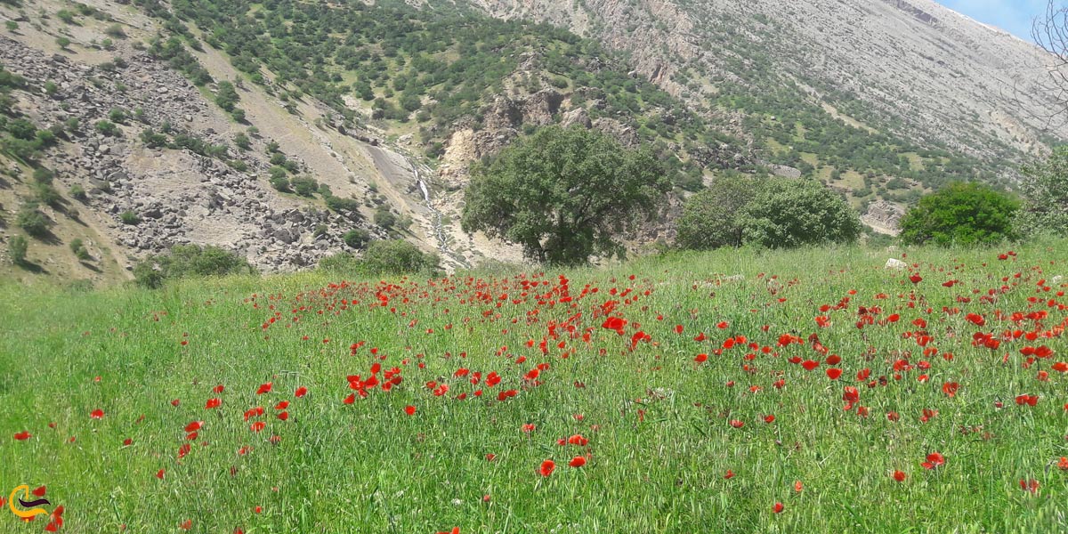 روستای دورک شاپور