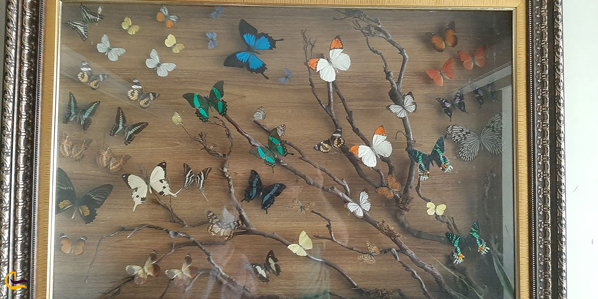 عکس نمایشگاه پروانه های باغ پرندگان چهارباغ کرج