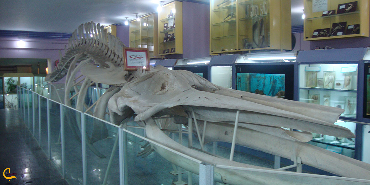 عکس موزه تاریخ طبیعی از جاهای دیدنی همدان