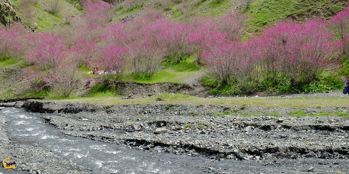 عکس شکوفه‌های ارغوان دره ارغوان مشهد