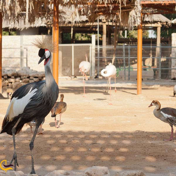 بازدید از باغ وحش دوحه از جاذبه های تفریحی قطر