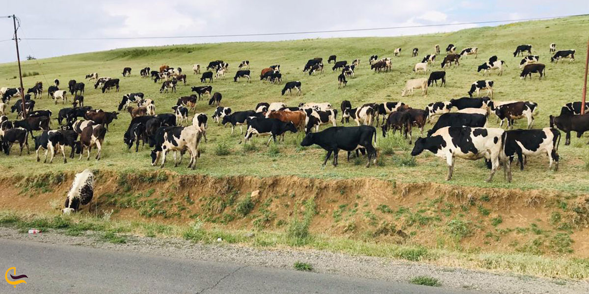 عکس گونههای جانوری دریاچه مارمیشو ارومیه